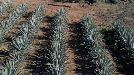 drone: reveal shot of agave plants in tequila jalisco at noon
