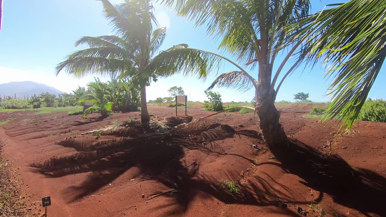 Pohon-pohon palem cantik dengan daun rimbun di Perkebunan di Hawaii