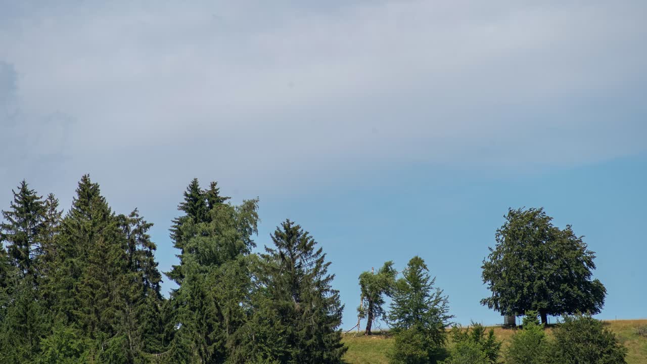 Moving clouds in zoom over a group of trees standing on a hill while the light and shadows are changing..
