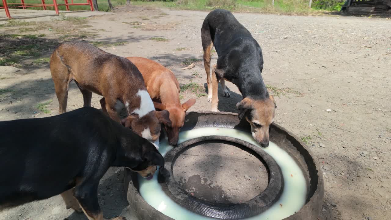 Dogs drinking cheese whey from a makeshift container outdoors