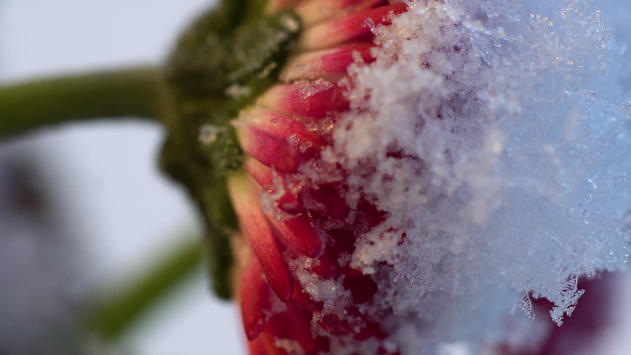 sorprendente contraste entre los pétalos de rosa brillante de la flor de la margarita y la nieve cristalina