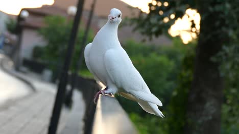 a white pigeon perched in a noisy city