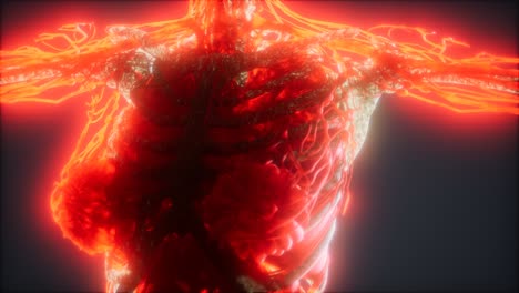 colorful human body animation showing bones and organs