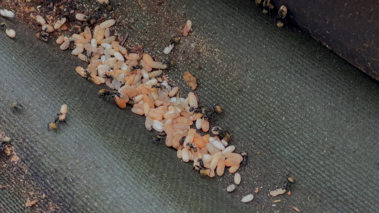 Nido di formiche rivelato sotto una tegola con molte operaie e uova esposte in macro slow motion 4K30 dall'originale 4K60.