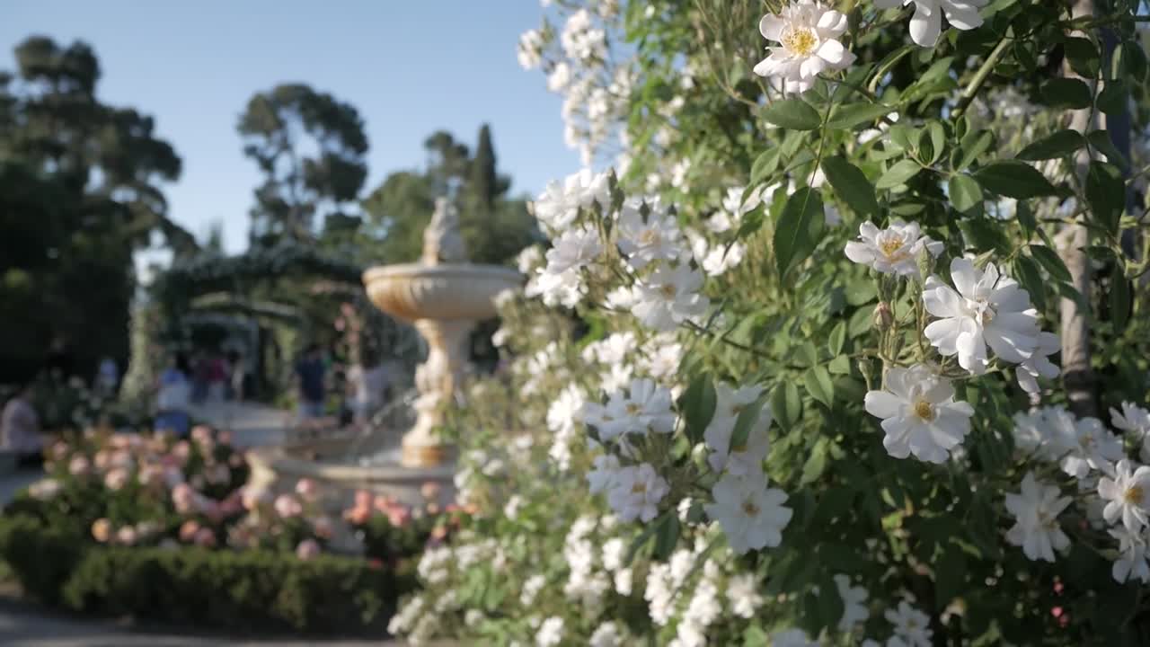 Downwards tilting shot of a large white rose bush with a fountain and out of focus visitors in La Rosaleda, Retiro Park.