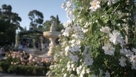 downwards tilting shot of a large white rose bush with a fountain and out of focus visitors in la rosaleda, retiro park.