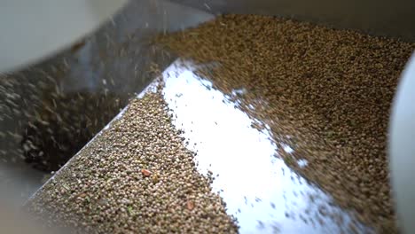 close up of hemp seeds being sorted with an industrial machinery