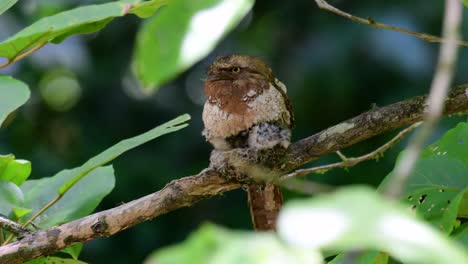 the javan frogmouth or horsfield's frogmouth is found in thailand and other asian countries