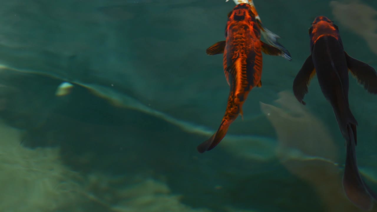 peces koi, carpas de lujo están nadando por encima
