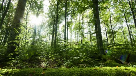 Motion-timelapse-of-sunrays-beaming-through-green-forest