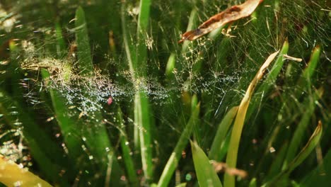 dewdrops on a spiderweb swaying gently in the wind, 4k