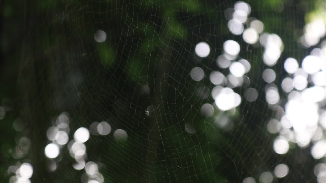 A spider web in foreground reflecting white with dark green trees in background