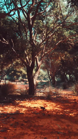 australian outback woodland