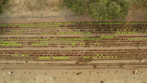 antenne de haut en bas d'une ferme de laitue biologique lignes horizontales de légumes