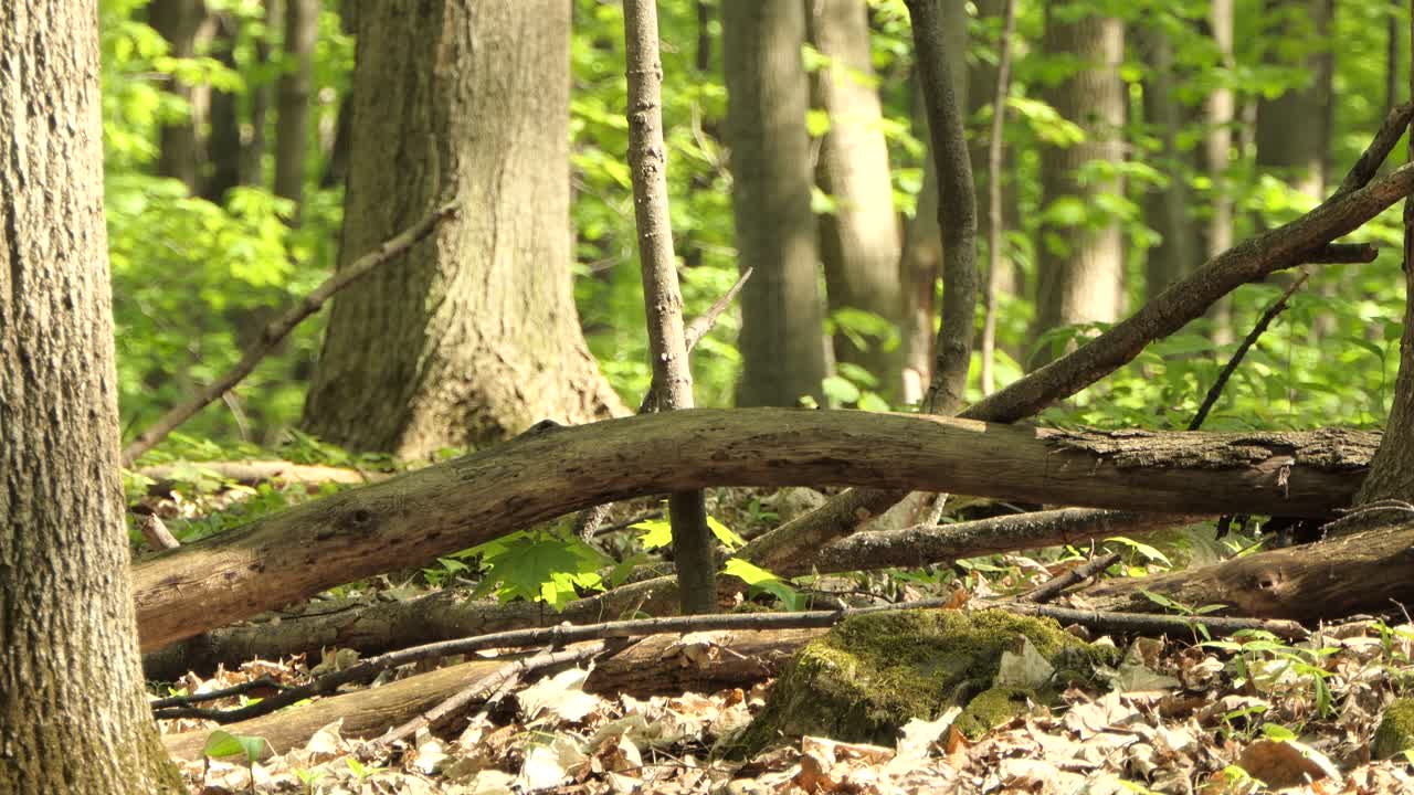 멀리 날아 가기 전에 숲에서 타락한 나무 줄기에 자리 잡은 흰색 가슴 동고비