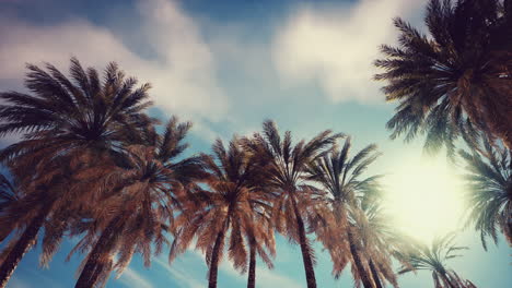 palm trees under a dramatic sky