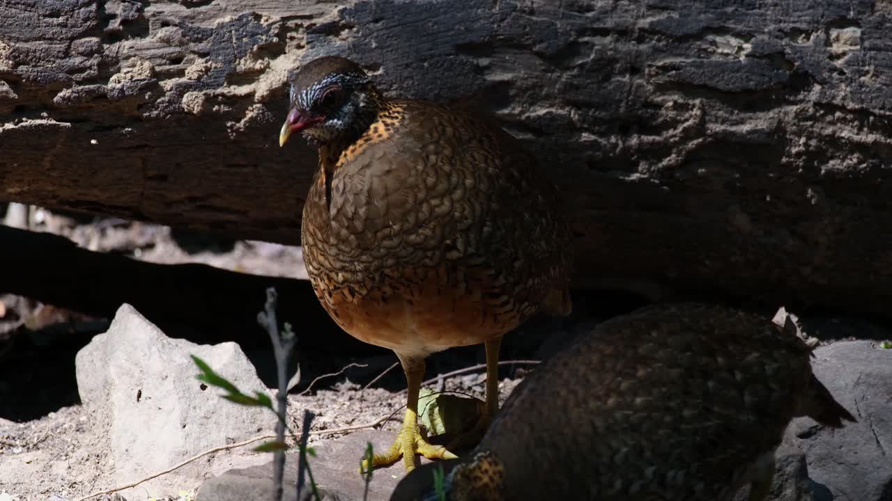 카메라를 향해 보이면 오른쪽에서 또 다른 한 마리가 도착합니다. 트로피코페르디크스 클로로푸스 (tropicoperdix chloropus)