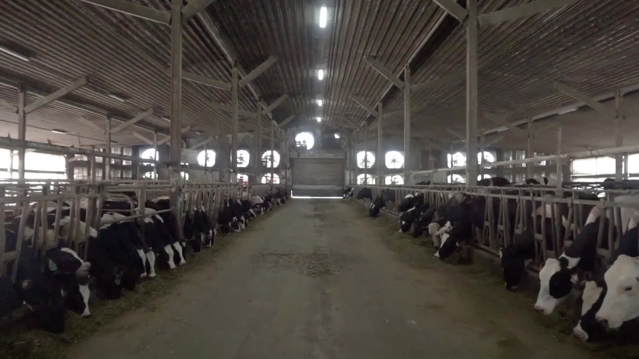Walking Along Cows Line Eating Grass On Farm Free Stock Video Footage ...