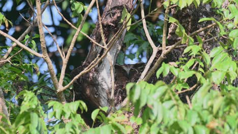 Buffy-Fish-Owl,-Ketupa-ketupu,-4K-Footage