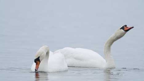 Wild-mute-swan-eating-grass-underwater-closeup-in-overcast-day