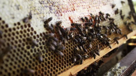 Primer-Plano-Del-Marco-De-Abeja-Cubierto-De-Abejas.