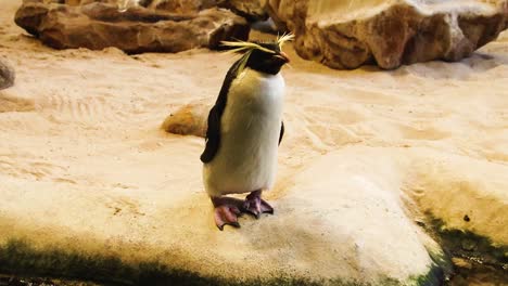 rockhopper penguin standing around in penguin sanctuary