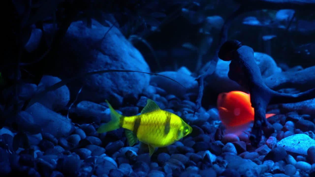 Un pesce Tetra e un Barbo tigre fluorescono nella luce blu.