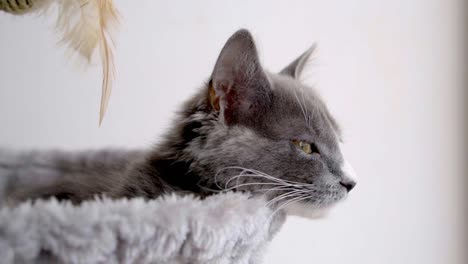 close up view of the face of a gray cat with white spots and yellow eyes, looking at the horizon while trying to sleep