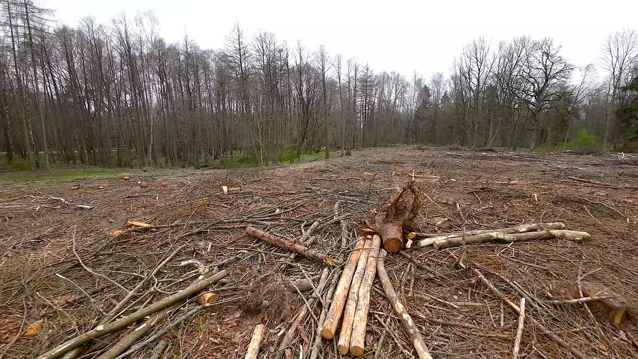 Rester av hogstavfall i skogen