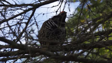 Algonquin-Provincial-Park-Wildlife,-Spruce-Grouse-Closeup