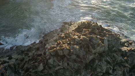 drone rotating over resting colony of patagonian sea lions in the shrine of cobquecura piedra de la loberia in chile