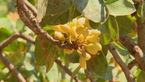 在果园中种植的 pistachios