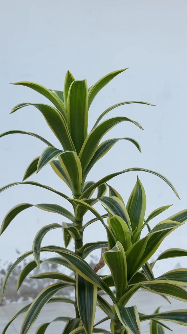 Primo piano di una pianta di Dracaena con foglie variegate