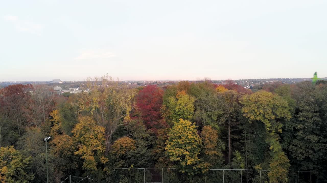 벨기에 브뤼셀의 woluwe 공원에서 하늘을 나는 고리목 앵무새 - 공중 드론 샷