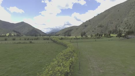 flight over an elongated elderberry bush with small white flowers, in the middle of two large mountains that divide the daytime landscape of the countryside located in the boyaca region of colombia