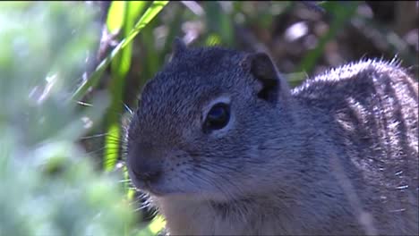 Squirrels-In-The-Forest