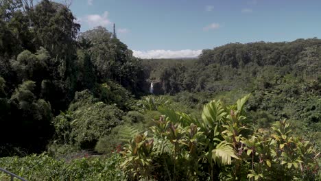 Static-shot-of-Akaka-Falls-flowing-in-the-distance-surrounded-by-lush-vegetation