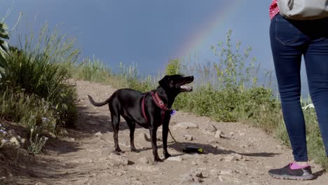 Frau,-Die-Ihren-Hund-Unter-Einem-Regenbogen-Streichelt