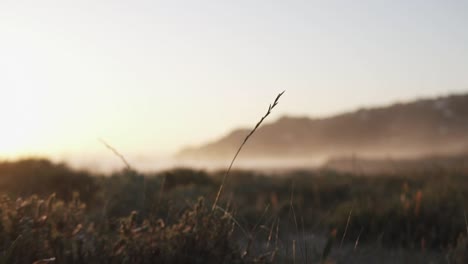 Slow-motion-dolly-shot-of-the-dunes-on-the-beach-with-plants-blowing-in-the-wind,-sand-and-the-hills-with-fog-in-the-background-during-a-sunset
