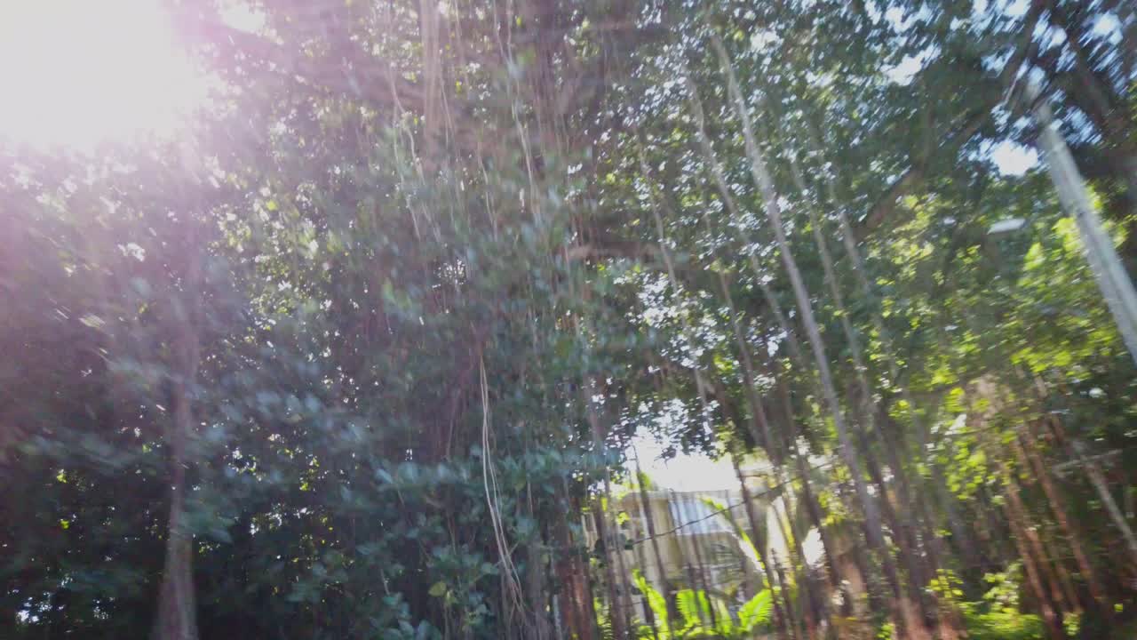 una foto tomada desde un automóvil de un árbol baniano con raíces colgantes sobre la carretera