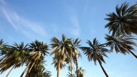 Underside-of-the-coconuts-tree-with-clear-sky-and-shiny-sun