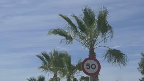 Pasando-Por-Una-Hilera-De-Palmeras-En-España-Con-Cielo-Azul