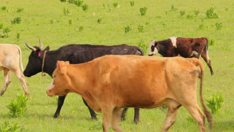 cows together grazing in a field. cows running into the camera.