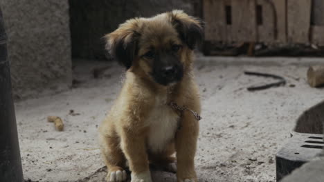 adorable small puppy sits and wags tail looking at camera, slow motion