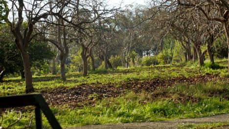 Huerto-De-árboles-De-Caqui-Sin-Hojas-En-Una-Granja