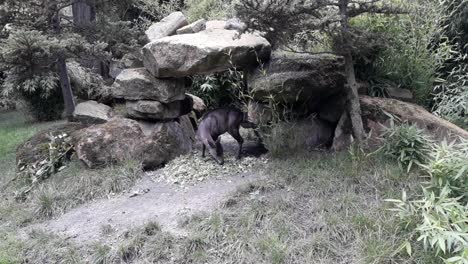 ciervo negro comiendo hojas verdes en full hd