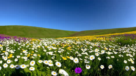 colorful wildflower meadow on a sunny hill