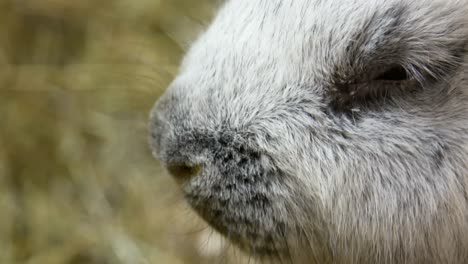 rabbit breed ram large gray rabbit old rabbit rabbit breed ram large gray rabbit old rabbit