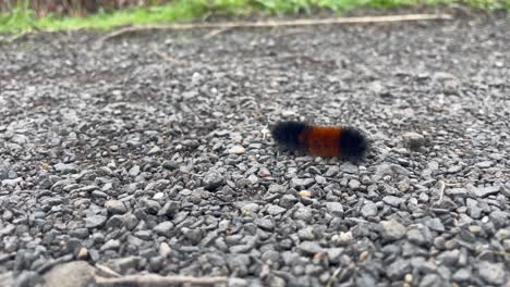 banded woolly bear caterpillar crawling on stony ground