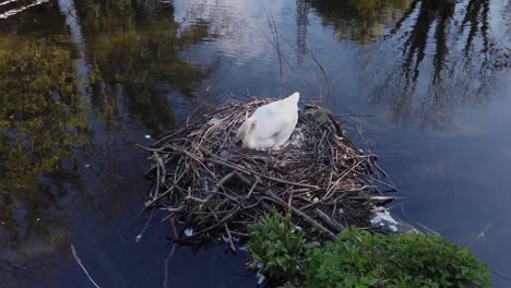 Breeding-white-swan-checking-young-cygnet-eggs-in-lakeside-nest
